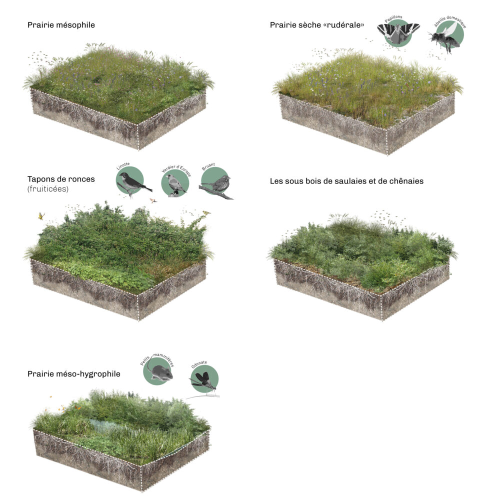 Boulevard Nature ZAC RIBAY-PAVILLON - ZB Paysages